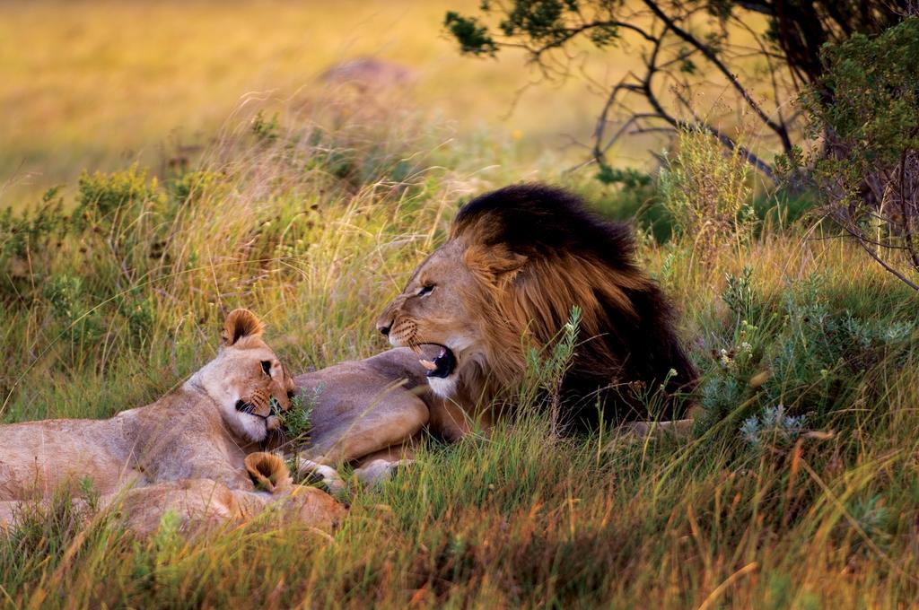Lalibela Game Reserve - Kichaka Lodge Paterson Eksteriør billede