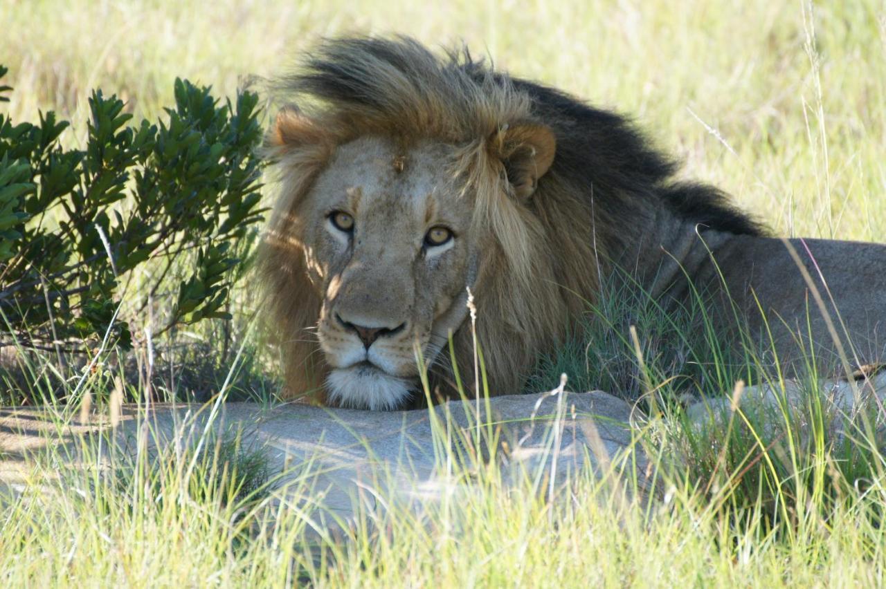 Lalibela Game Reserve - Kichaka Lodge Paterson Eksteriør billede