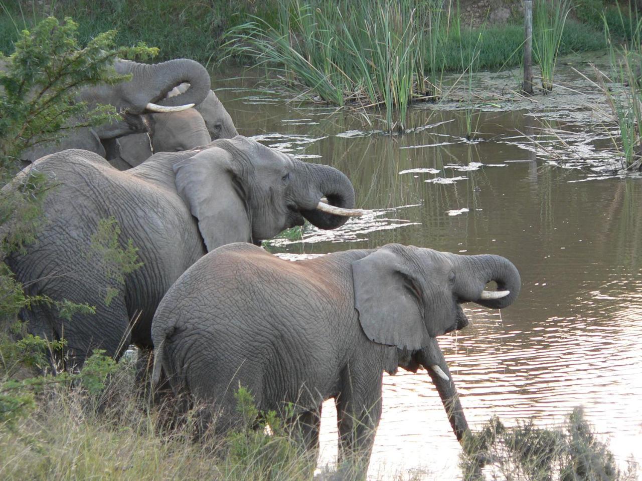 Lalibela Game Reserve - Kichaka Lodge Paterson Eksteriør billede