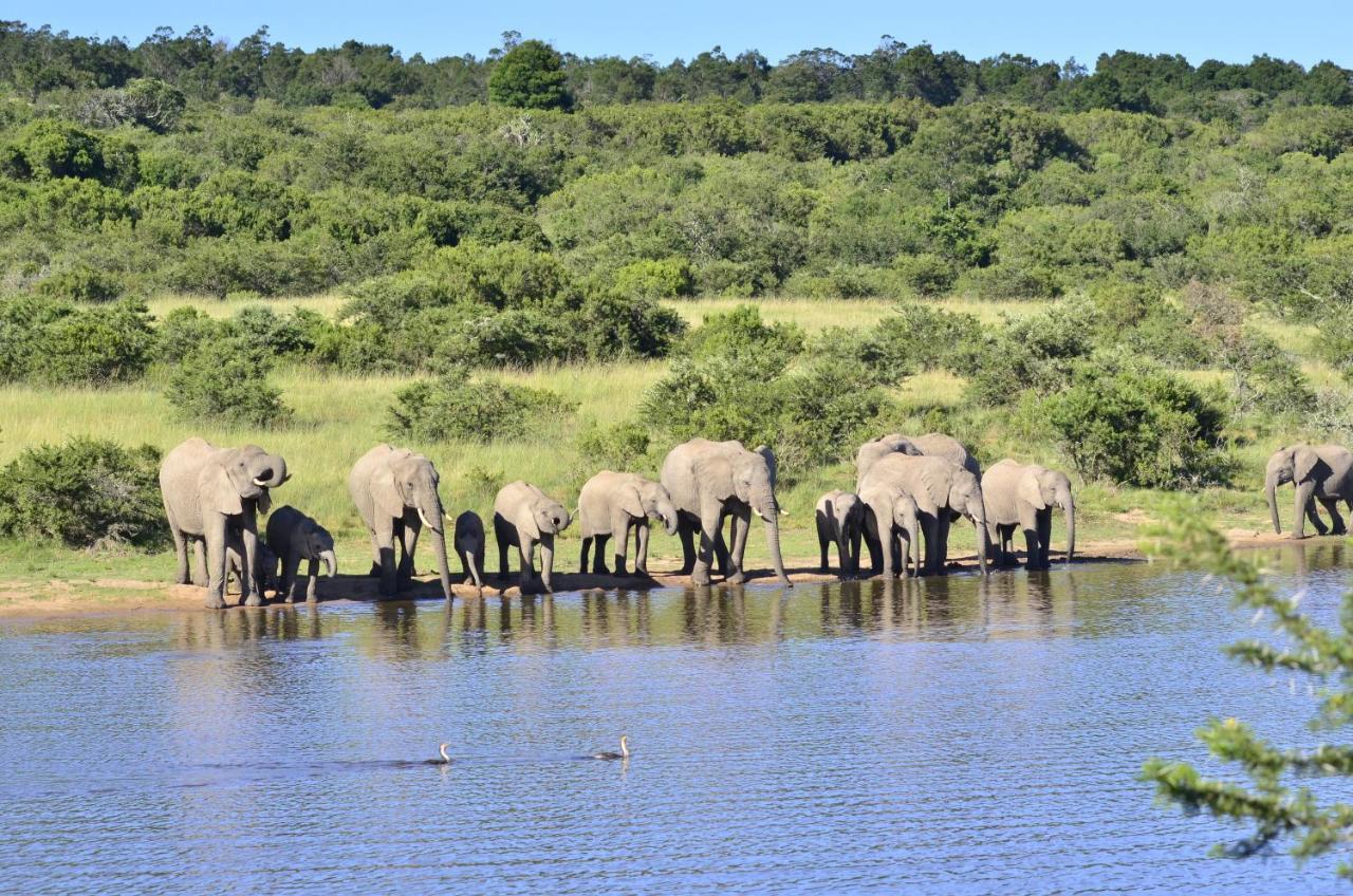 Lalibela Game Reserve - Kichaka Lodge Paterson Eksteriør billede