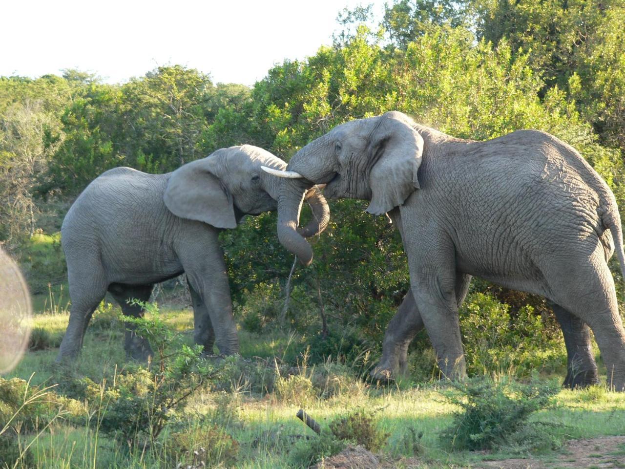 Lalibela Game Reserve - Kichaka Lodge Paterson Eksteriør billede