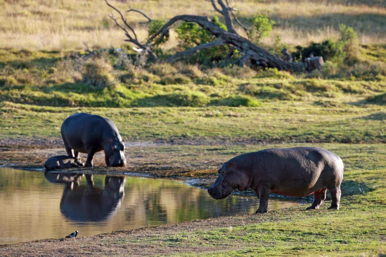 Lalibela Game Reserve - Kichaka Lodge Paterson Eksteriør billede
